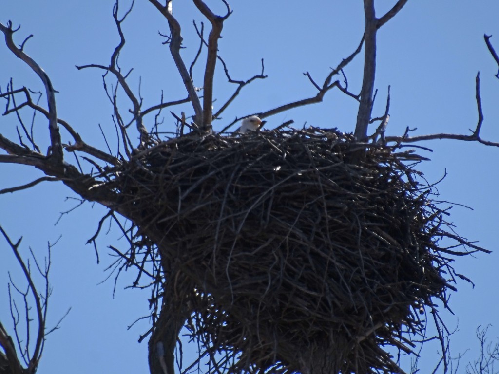 A close-up photo of a Bald Eagle adult's head sticking up from a large nest.