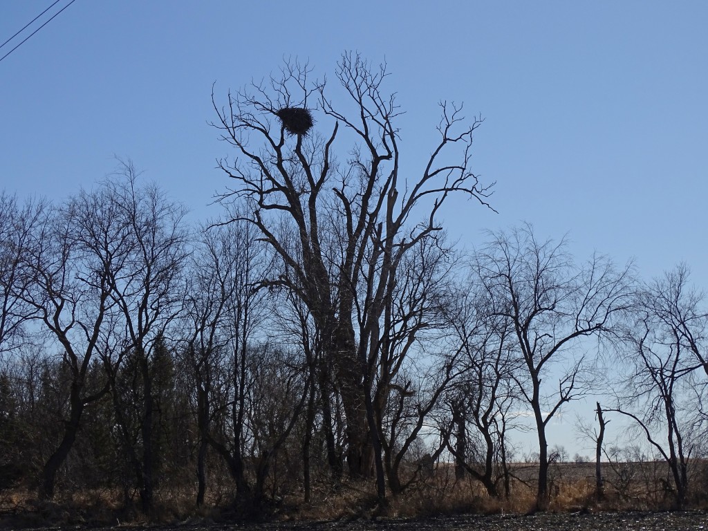 A photo of a grove of trees with a large Bald Eagle's nest at the top of the tallest tree.