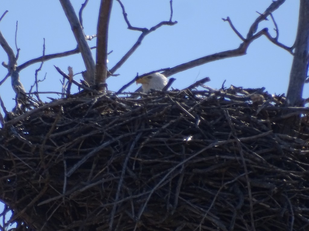 A close-up photo of a Bald Eagle adult's head sticking up from a large nest.