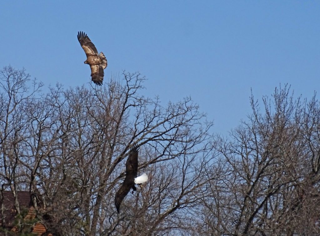 A photo of a Bald Eagle adult and a Bald Eagle juvenile in flight below the tree line.