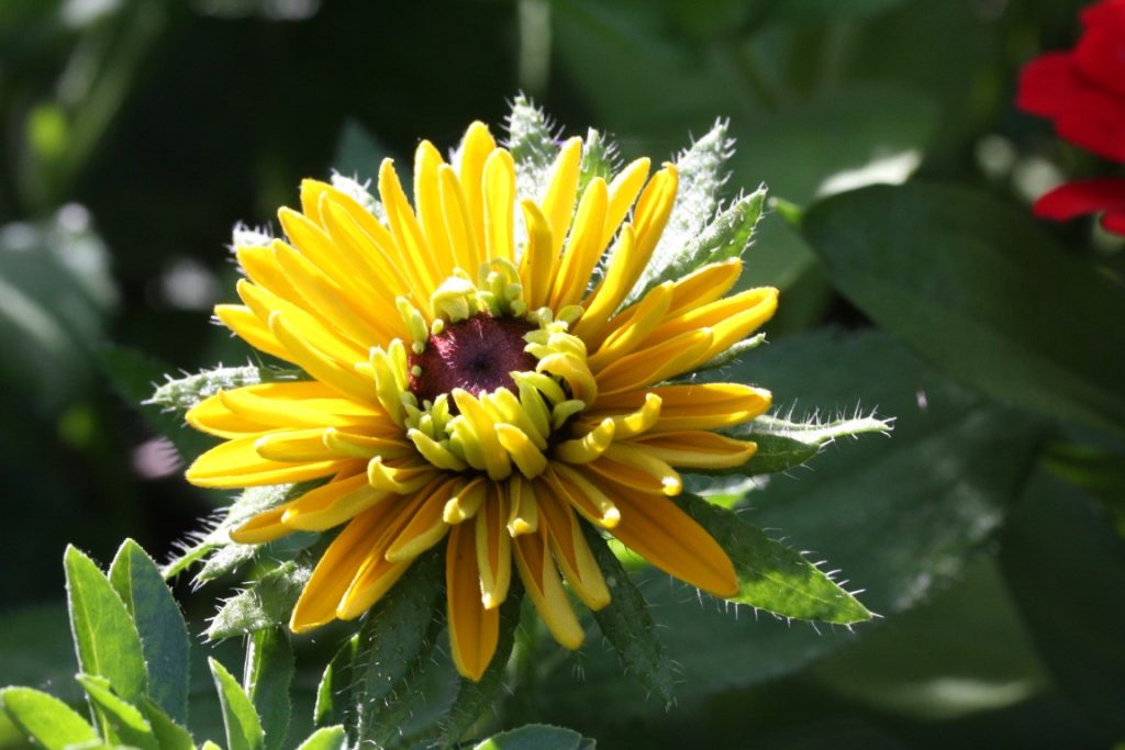 A photo of flowers blooming in summer