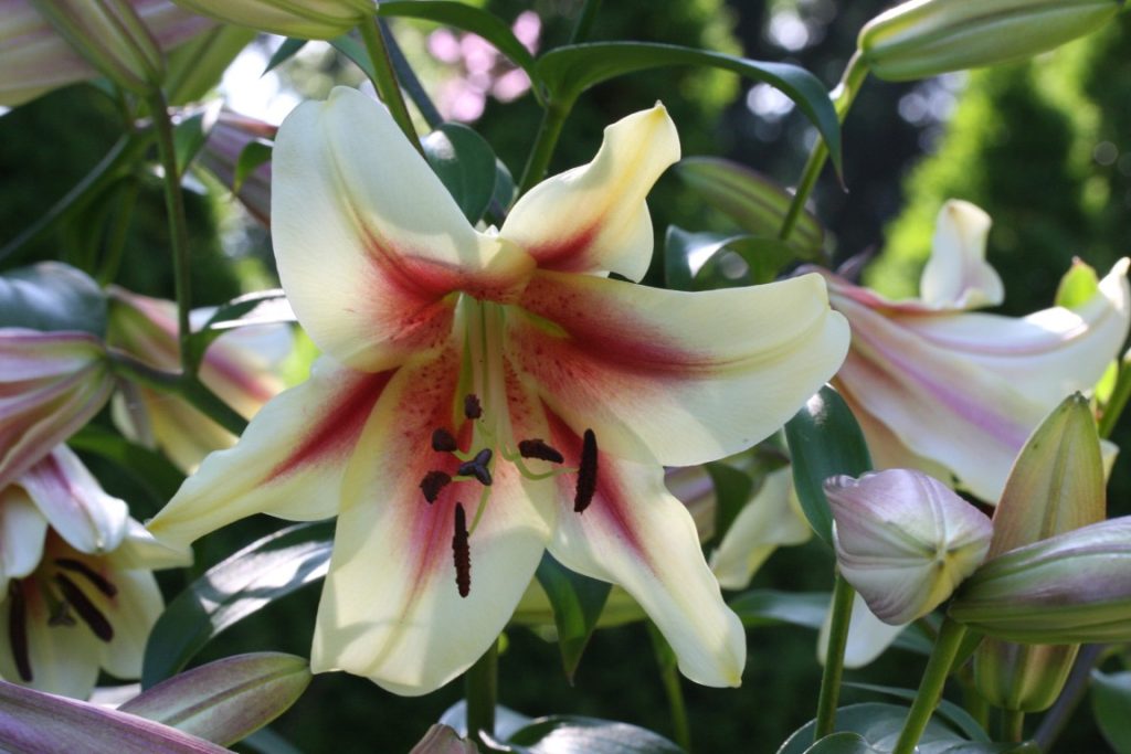 A photo of flowers blooming in summer