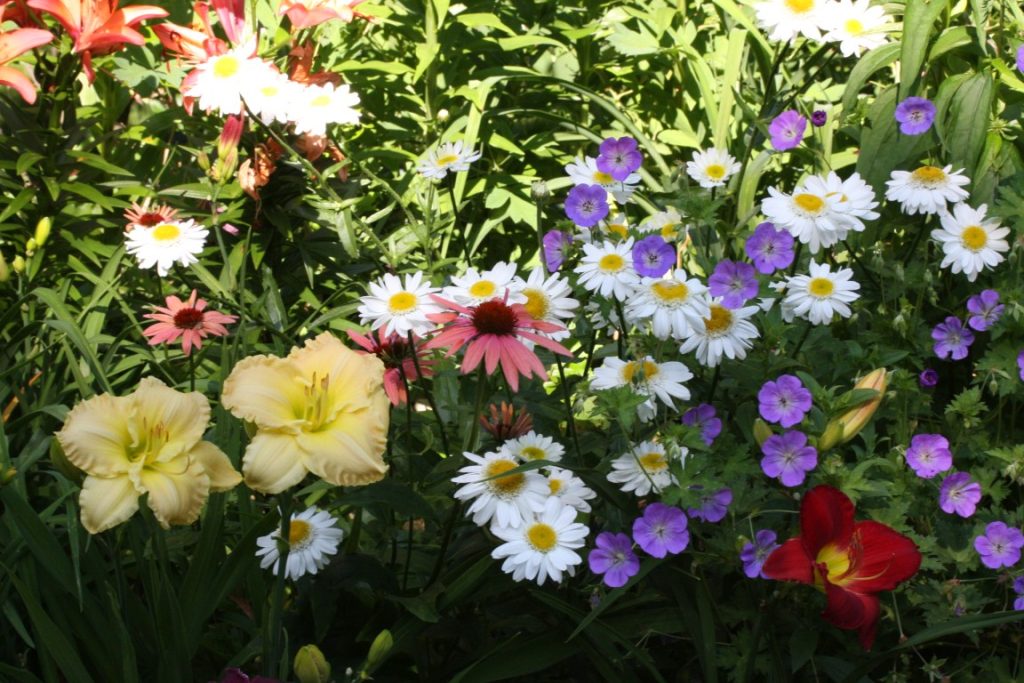 A photo of flowers blooming in summer