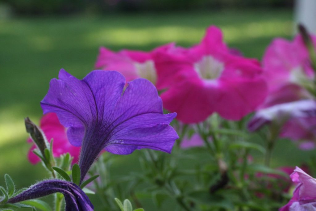 A photo of flowers blooming in summer