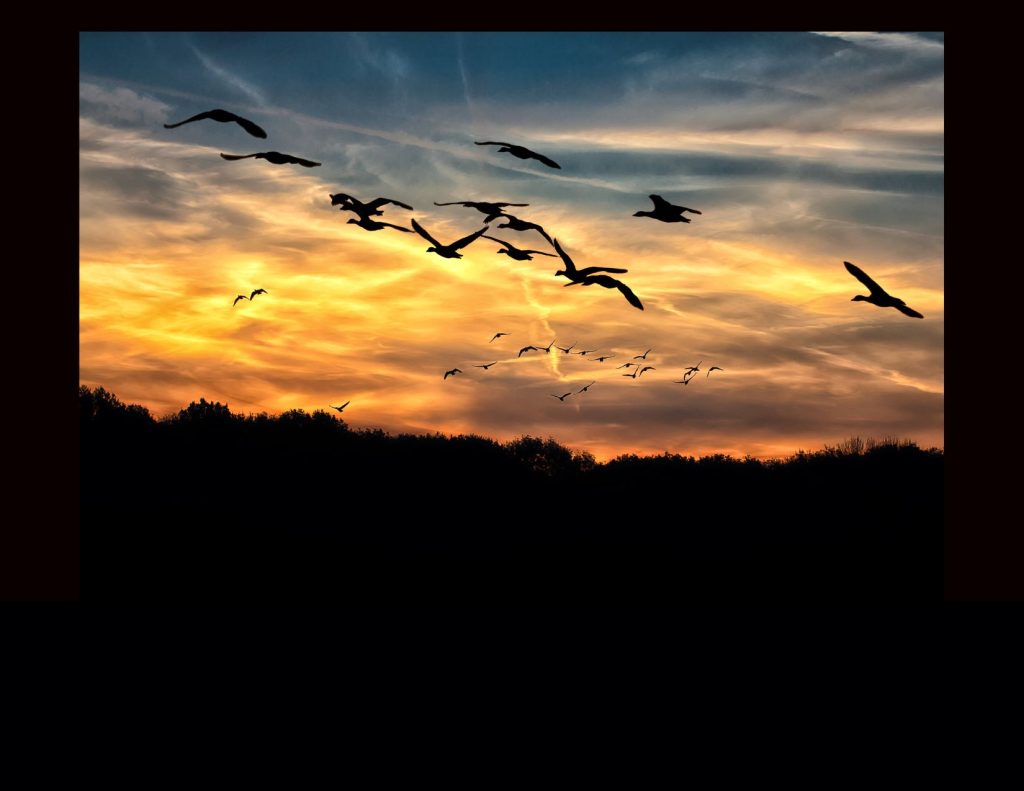 A photo of birds flying across the sky at sunset