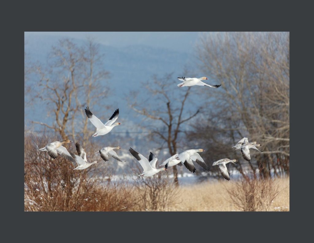 A photo of Snow Geese in flight during the day