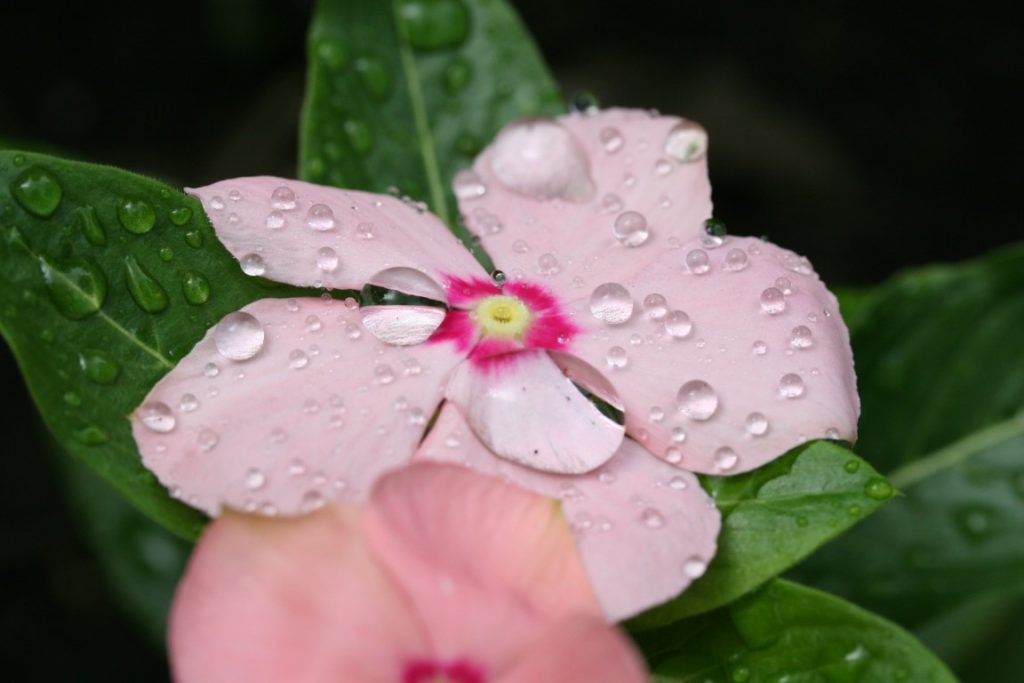 A photo of a pink vinca flower covered in waterdrops