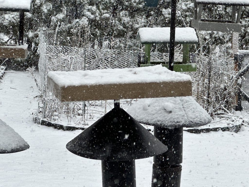 A photo of bird feeders covered in snow