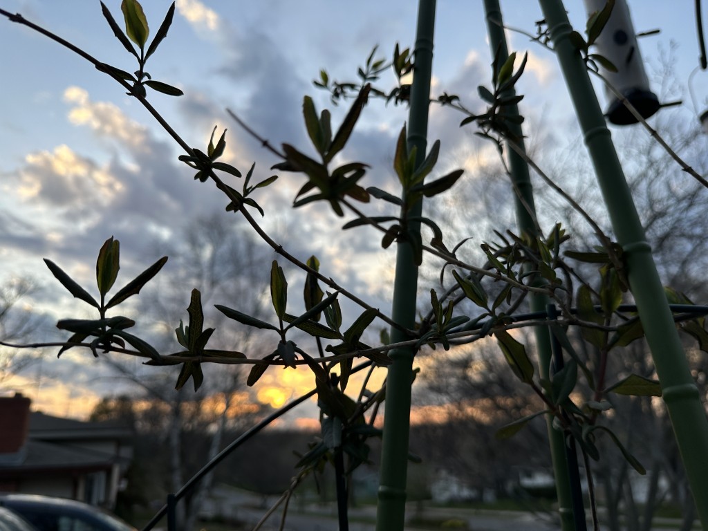 A photo of 'Major Wheeler' honeysuckle vines at sunset