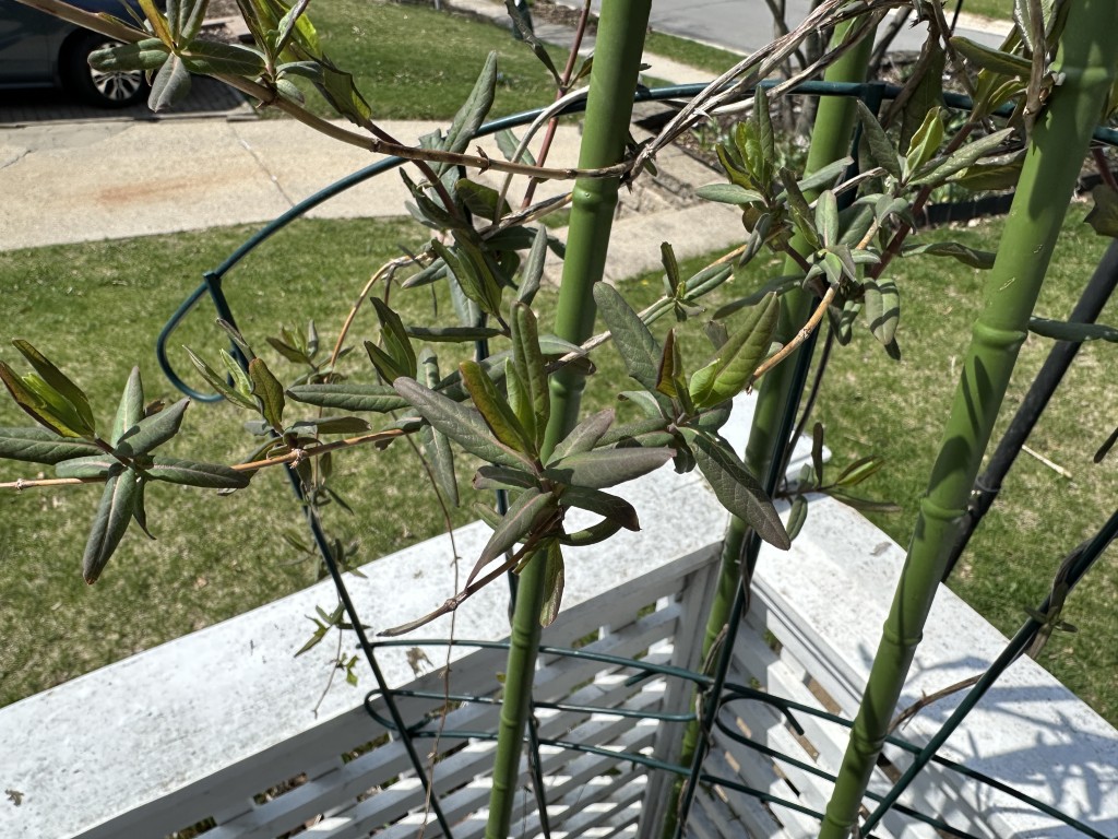 A photo of 'Major Wheeler' honeysuckle vines growing on a trellis.
