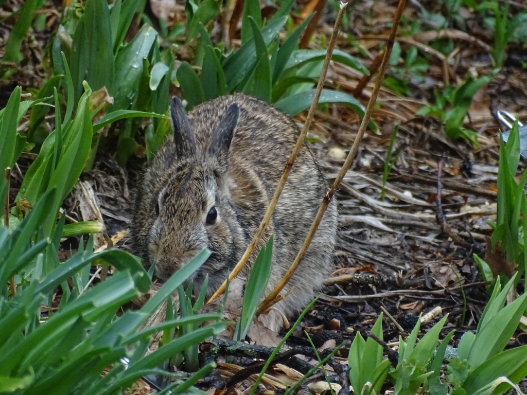 A photo of a rabbit chewing on garden plants