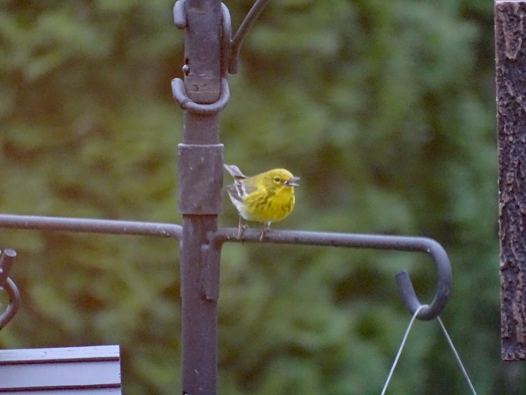 A photo of a Pine Warbler