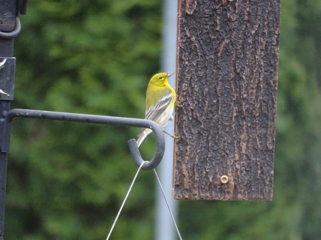 A photo of a Pine Warbler feeding from a suet feeder.