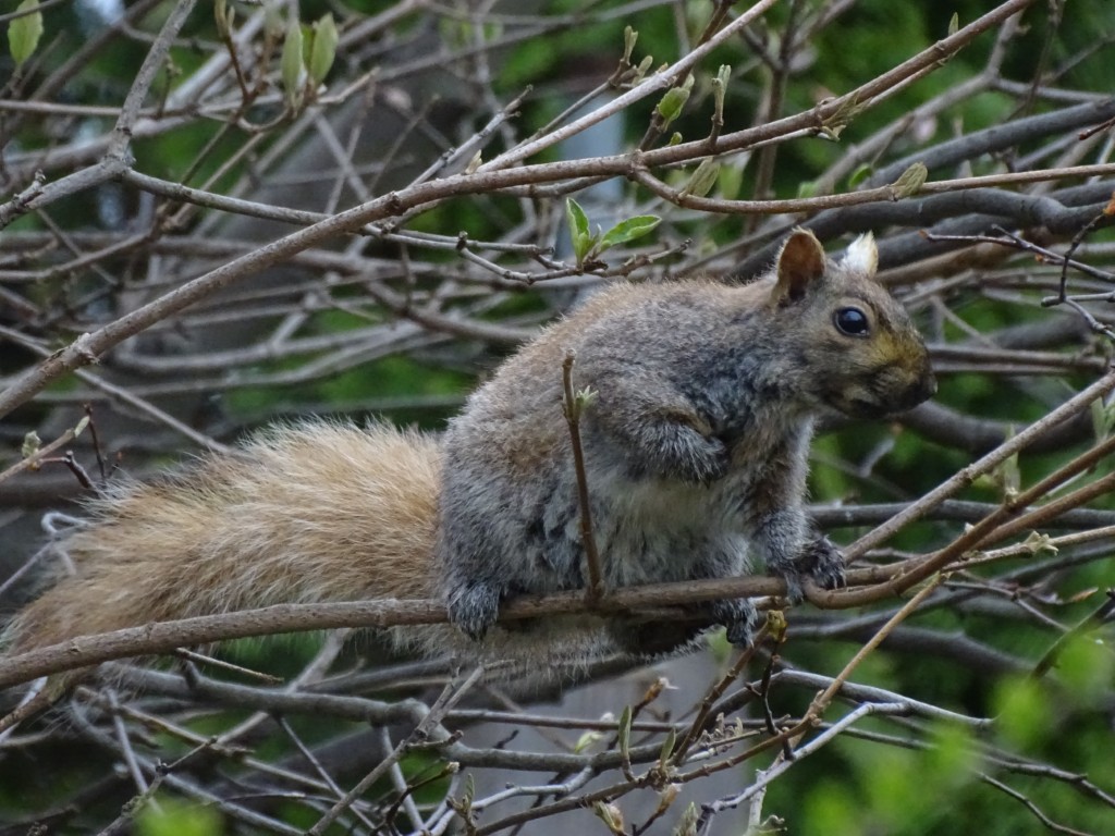 A photo of a squirrel in a tangle of branches
