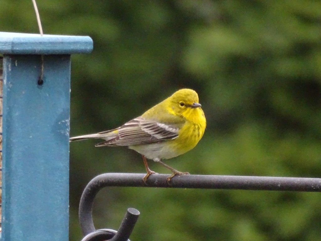 A close-up photo of a Pine Warbler.