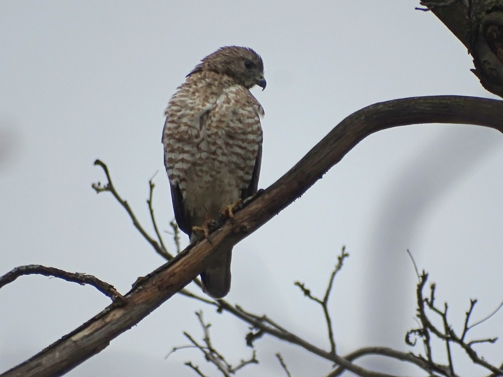 A photo of a Broad-winged Hawk sitting in an oak tree.