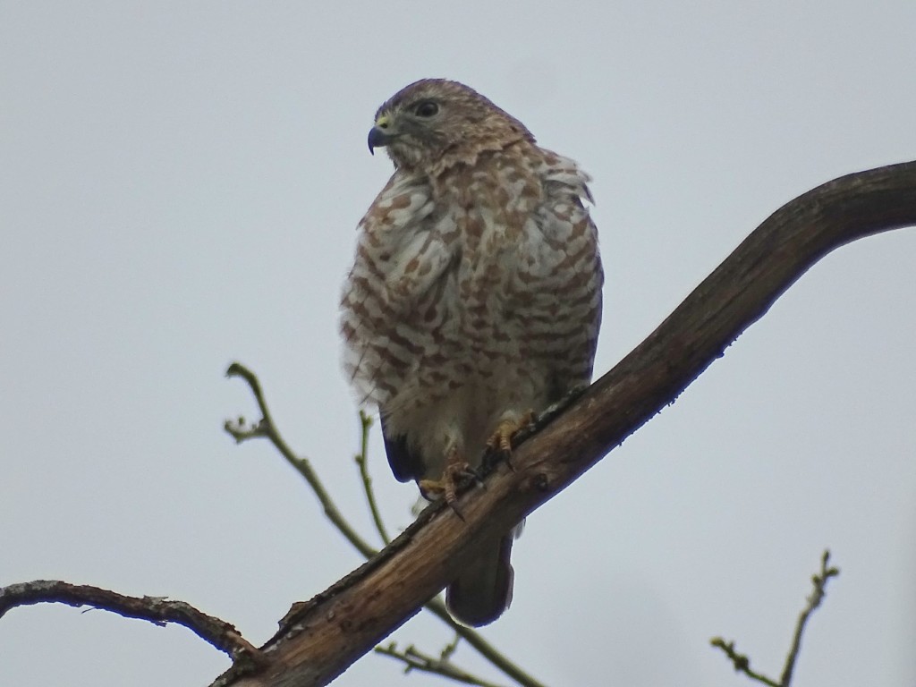 A photo of a Broad-winged Hawk sitting in an oak tree.