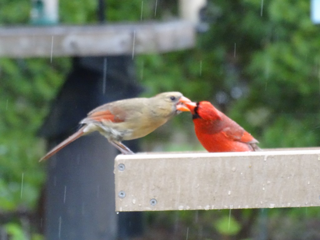 A photo of a male Northern Cardinal feeding a female Northern Cardinal