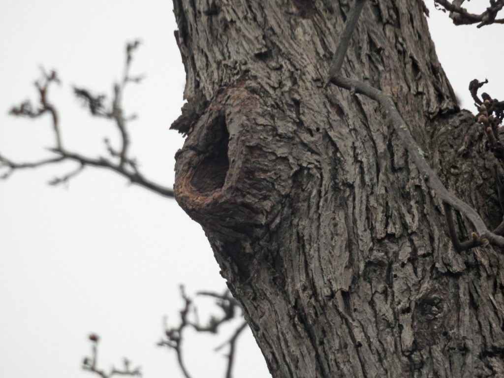 A photo of a hollow in a hickory tree