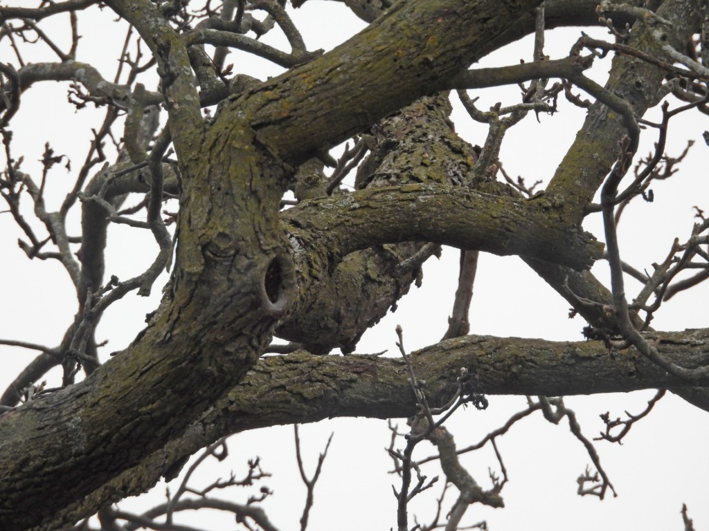 A photo of a hollow in an oak tree