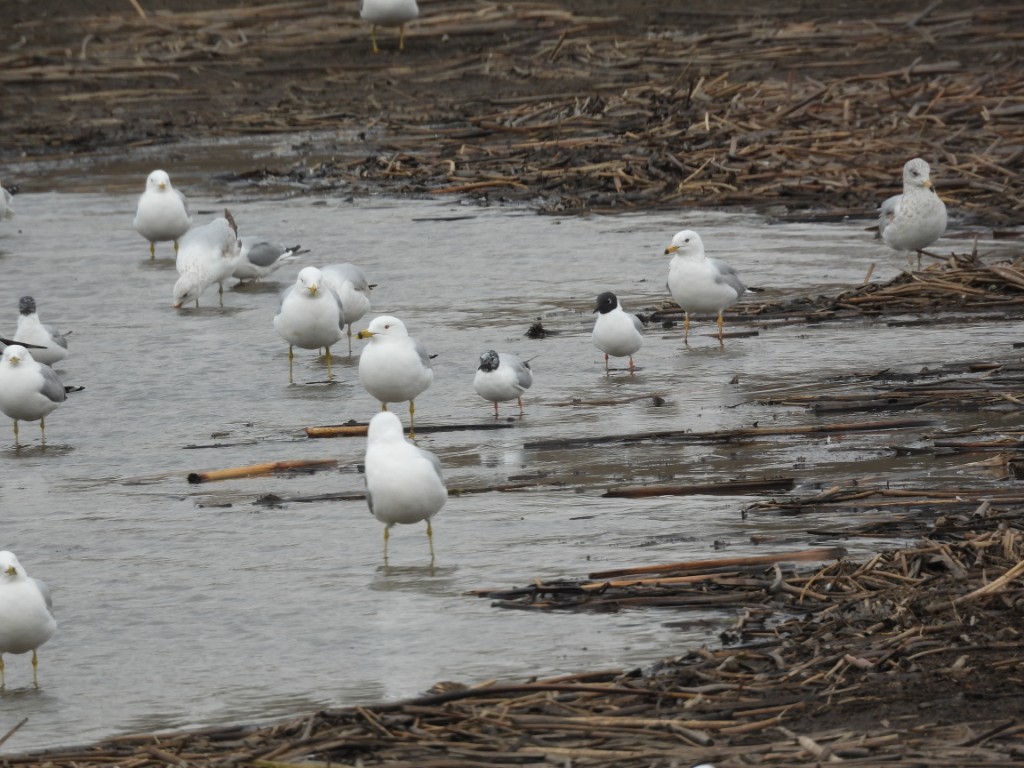 A photo of gulls standing in a vernal pond