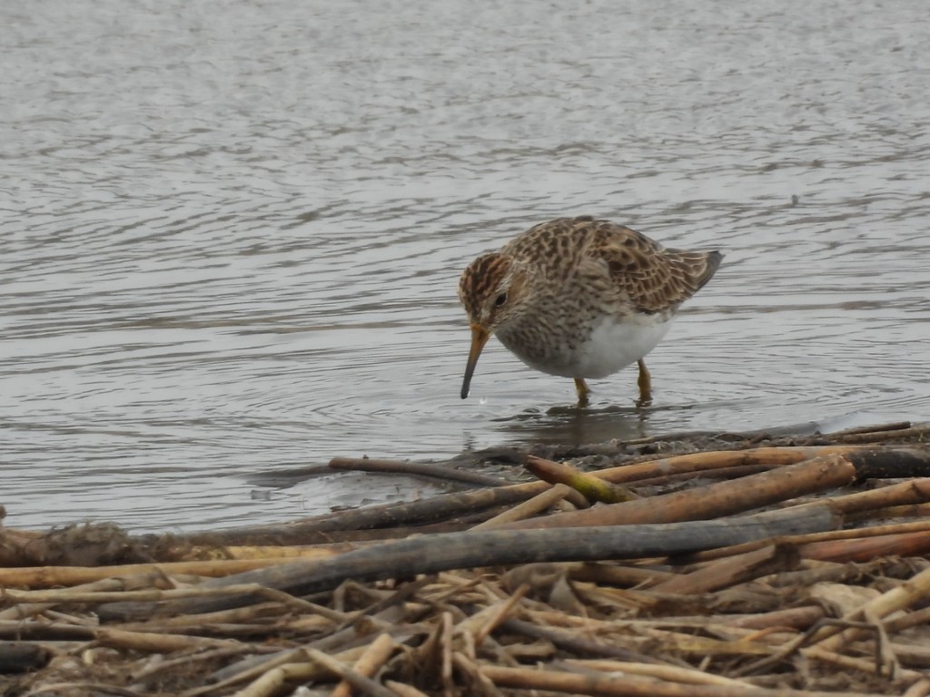 A photo of a Pectoral Sandpiper foraging for insects at the edge of a pond.