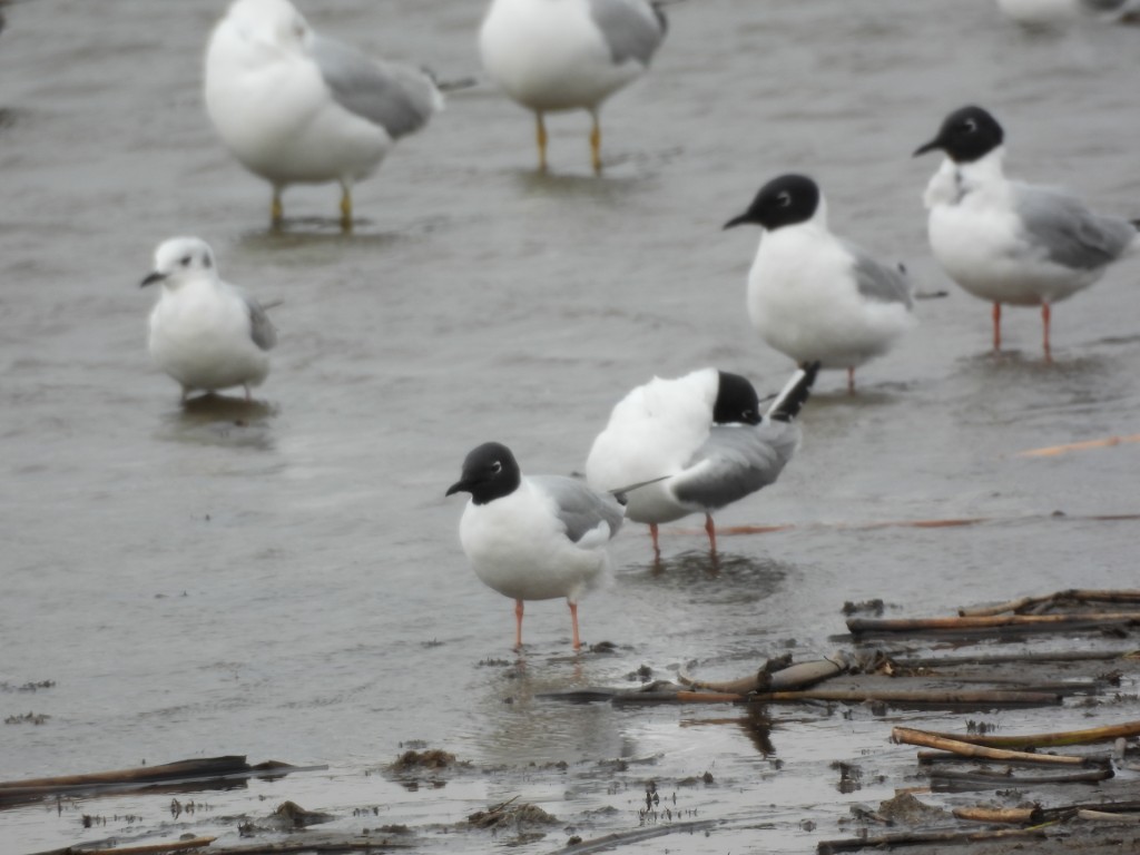 A photo of gulls standing in a vernal pond