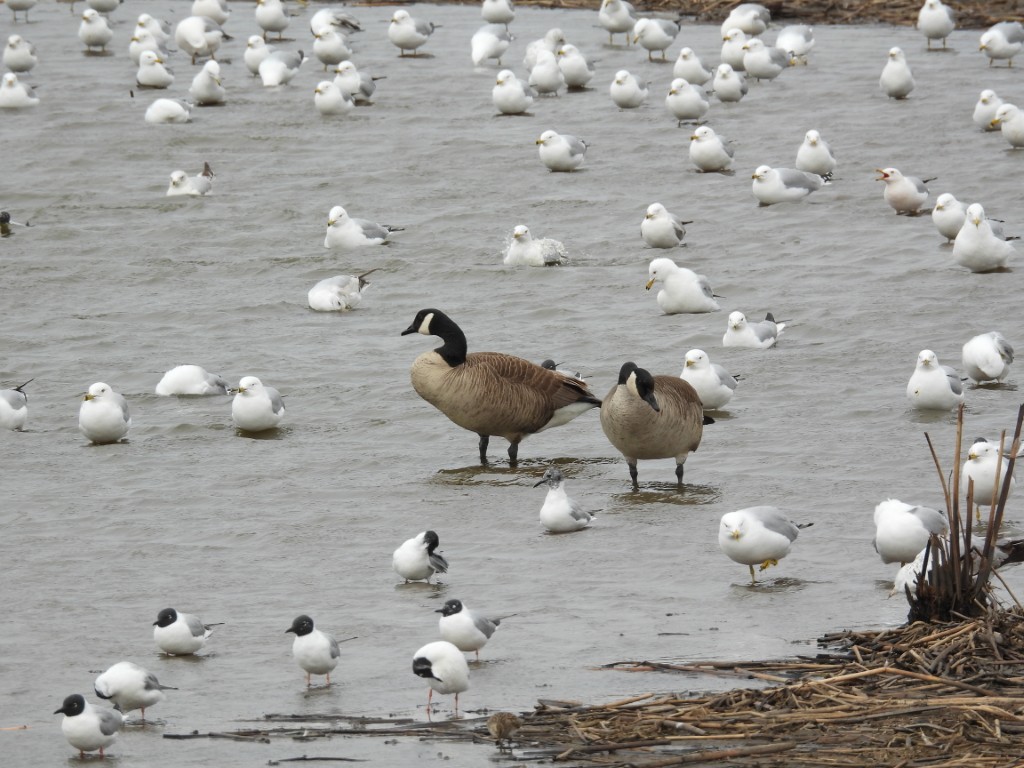 A photo of gulls and geese sitting and standing in a vernal pond