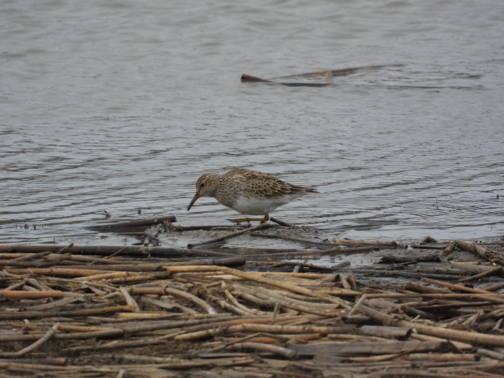 A photo of a Pectoral Sandpiper foraging for insects at the edge of a pond.