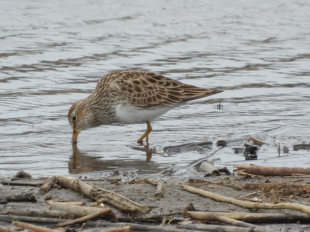 A photo of a Pectoral Sandpiper foraging for insects at the edge of a pond.