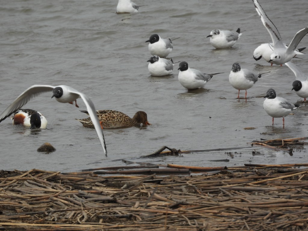 A photo of gulls standing in and flying over a vernal pond.