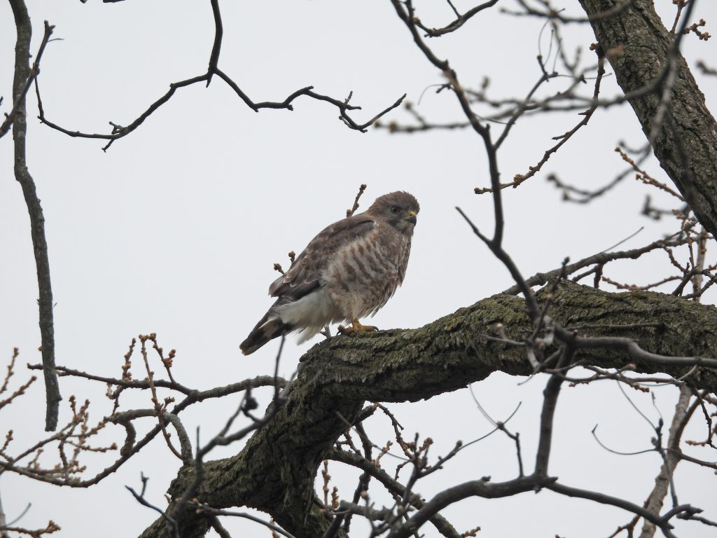A photo of a Broad-winged Hawk sitting in an oak tree.