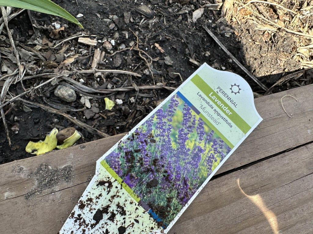 A photo of a lavender plant marker