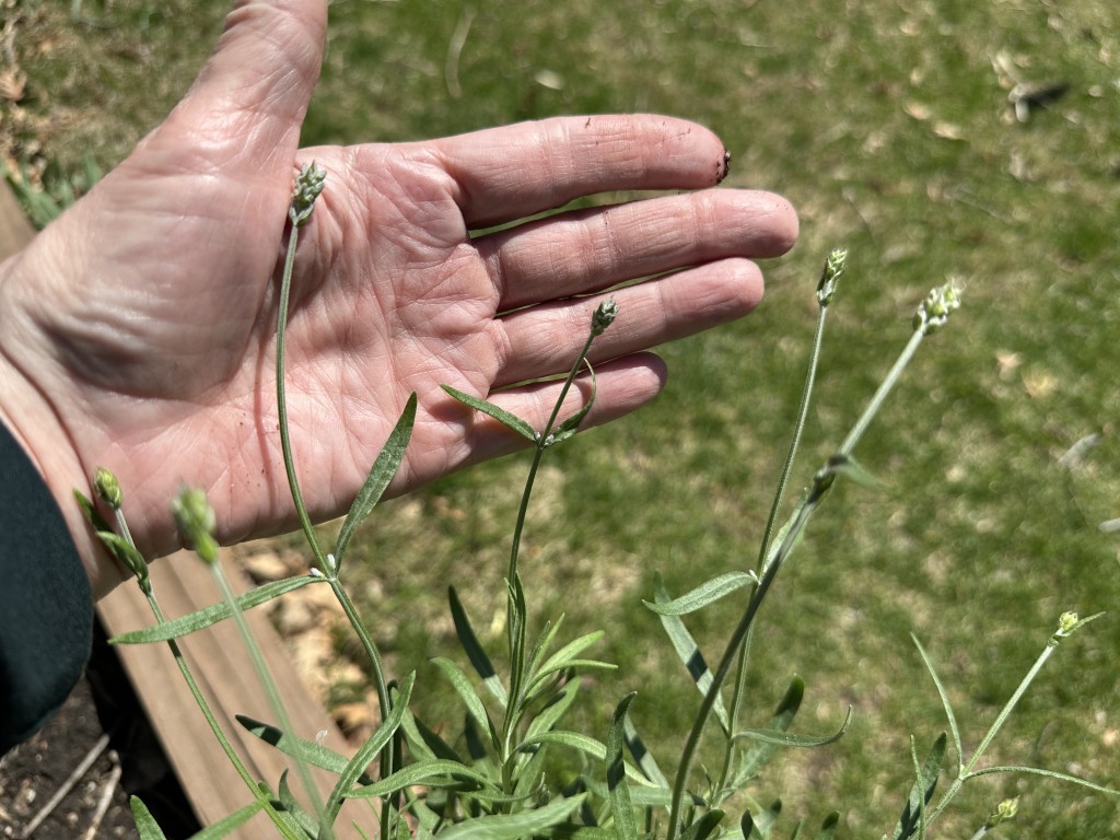 A photo of lavender buds in front of a hand