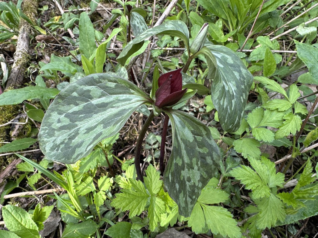 A photo of a red trillium in bloom