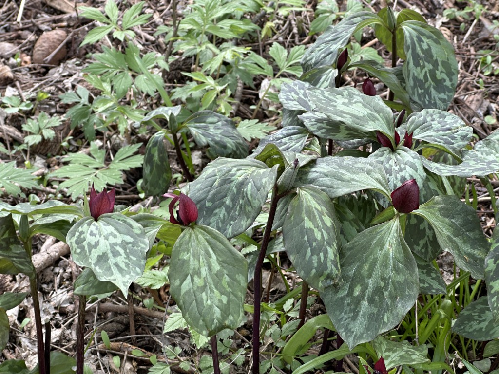 A photo of red trillium in bloom