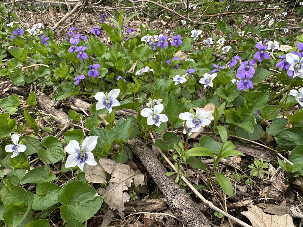 A photo of Wood Violets growing next to a nature trail