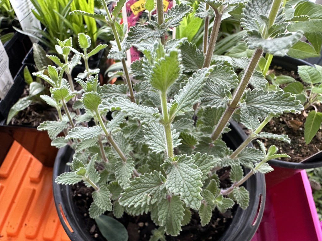 A photo of catmint growing in a pot