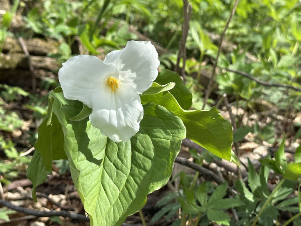 A photo of a white trillium in bloom