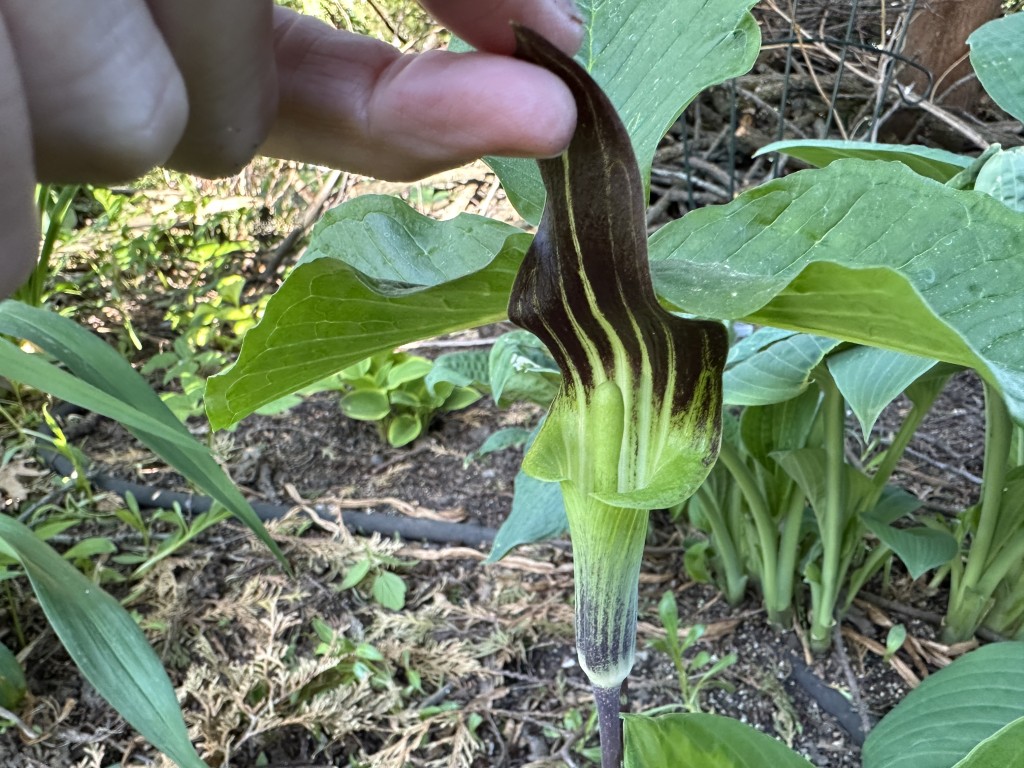A close-up of the flower of a Jack-in-the-Pulpit plant