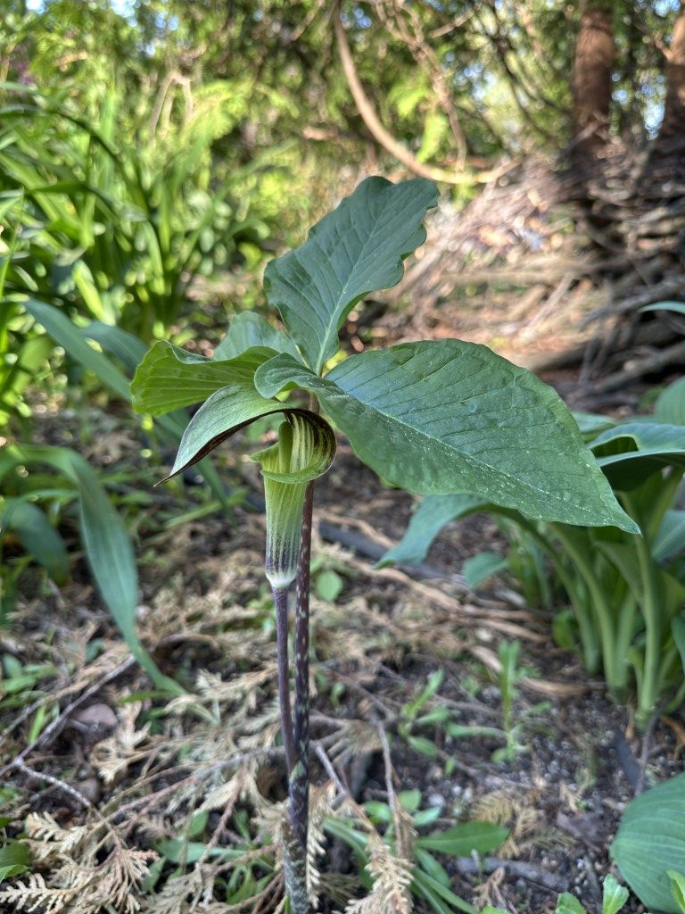 A photo of a Jack-in-the-Pulpit plant