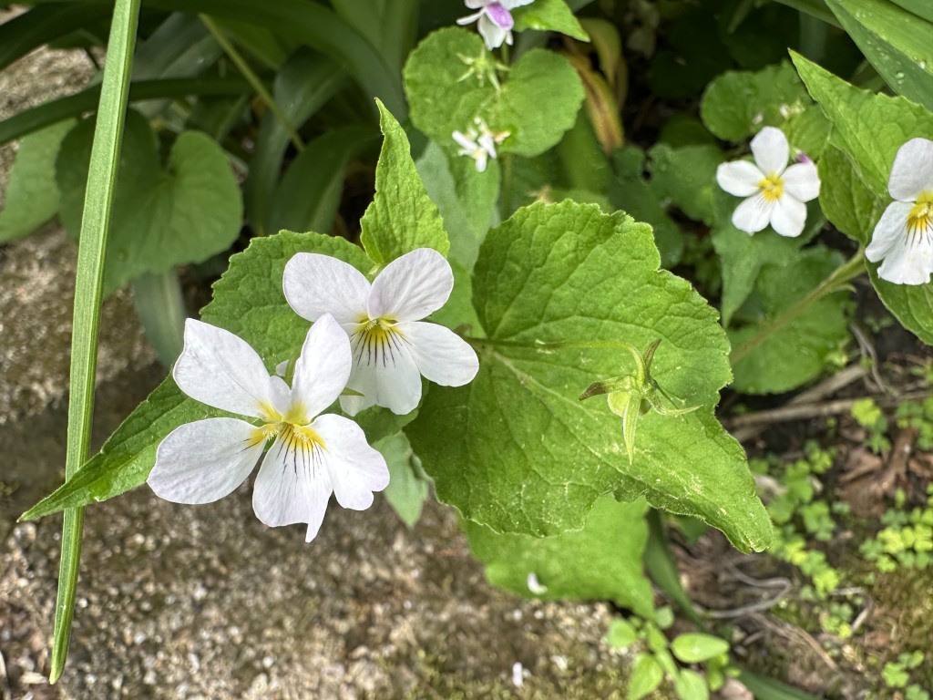 A photo of several Canada Violets in bloom