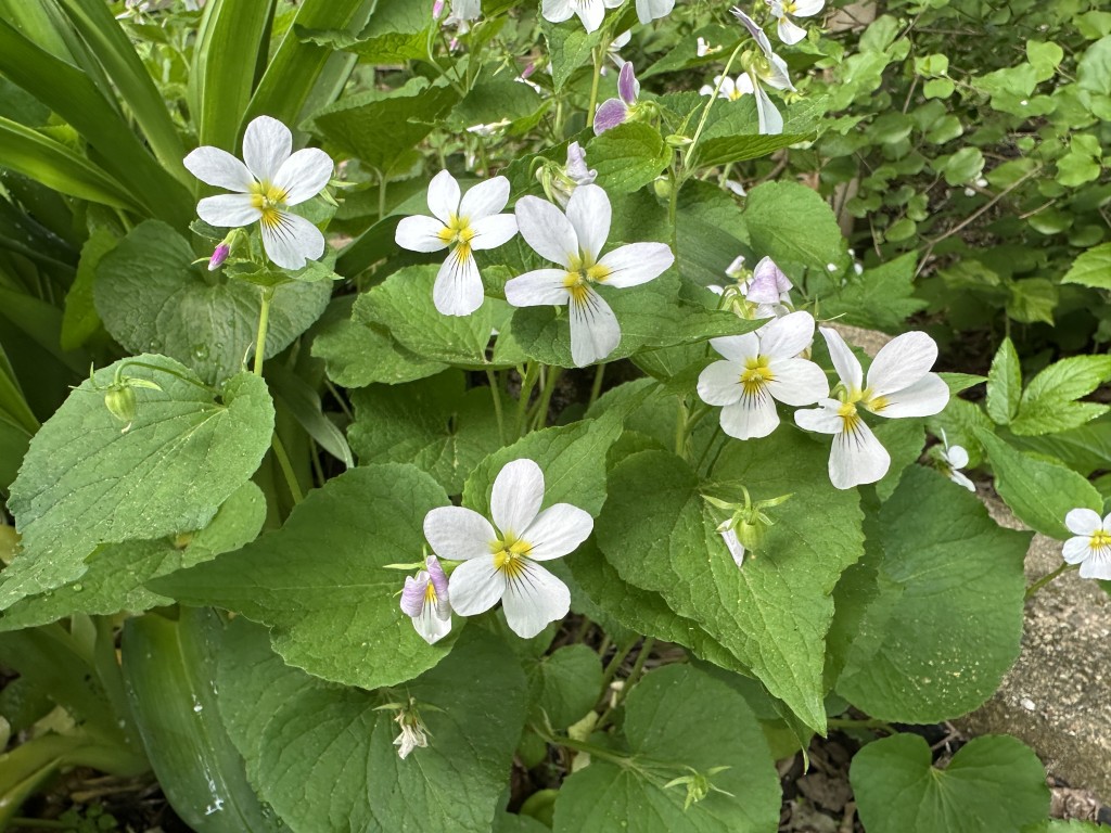 A photo of several Canada Violets in bloom