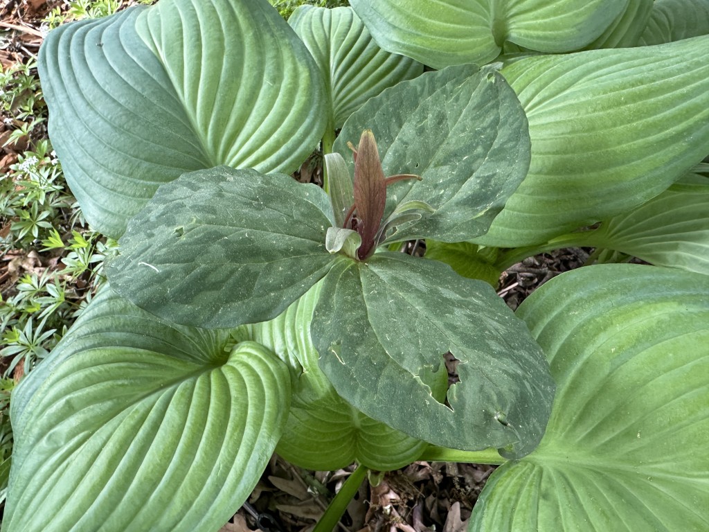A photo of a yellow trillium plant