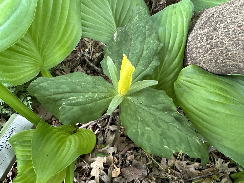 A photo of yellow trillium in bloom
