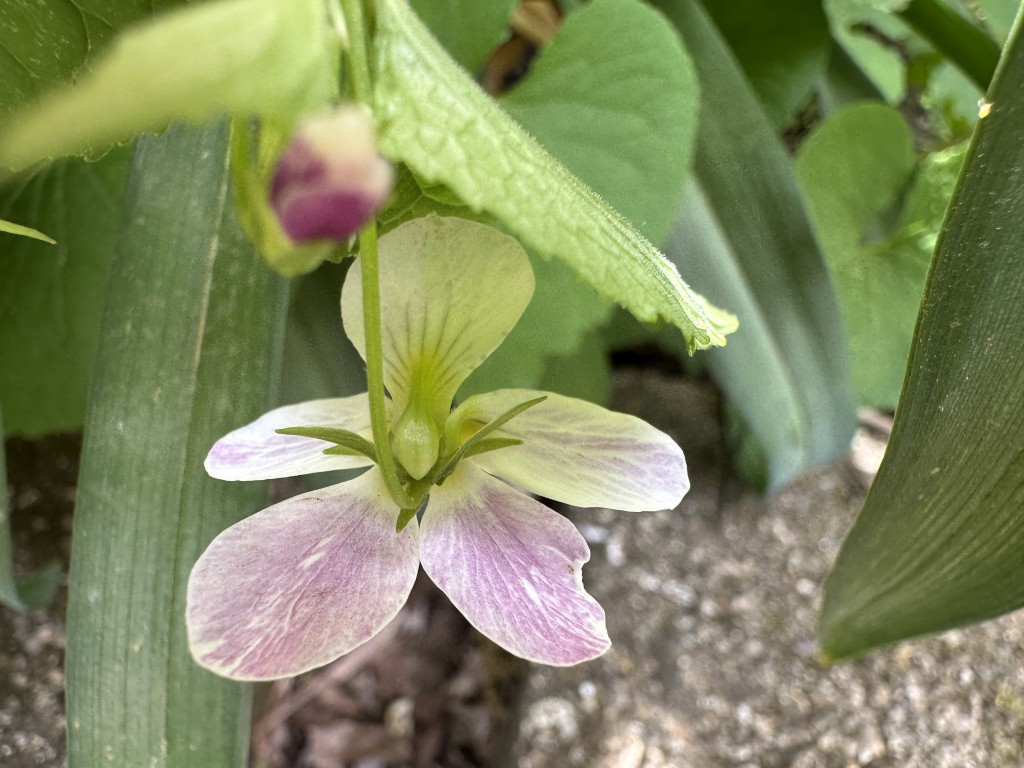 A close-up photo of the back of a Canada Violet flower showing the purple-tinged color