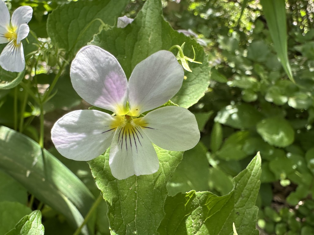 A close-up photo of a Canada Violet in bloom