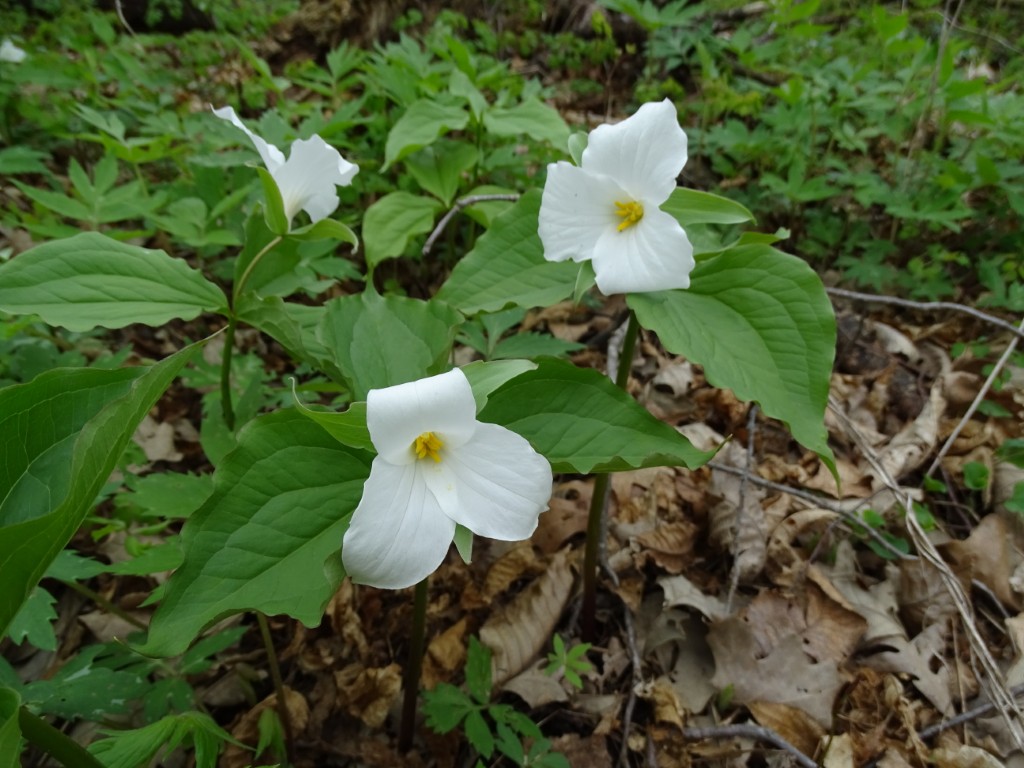 A photo of white trillium in bloom