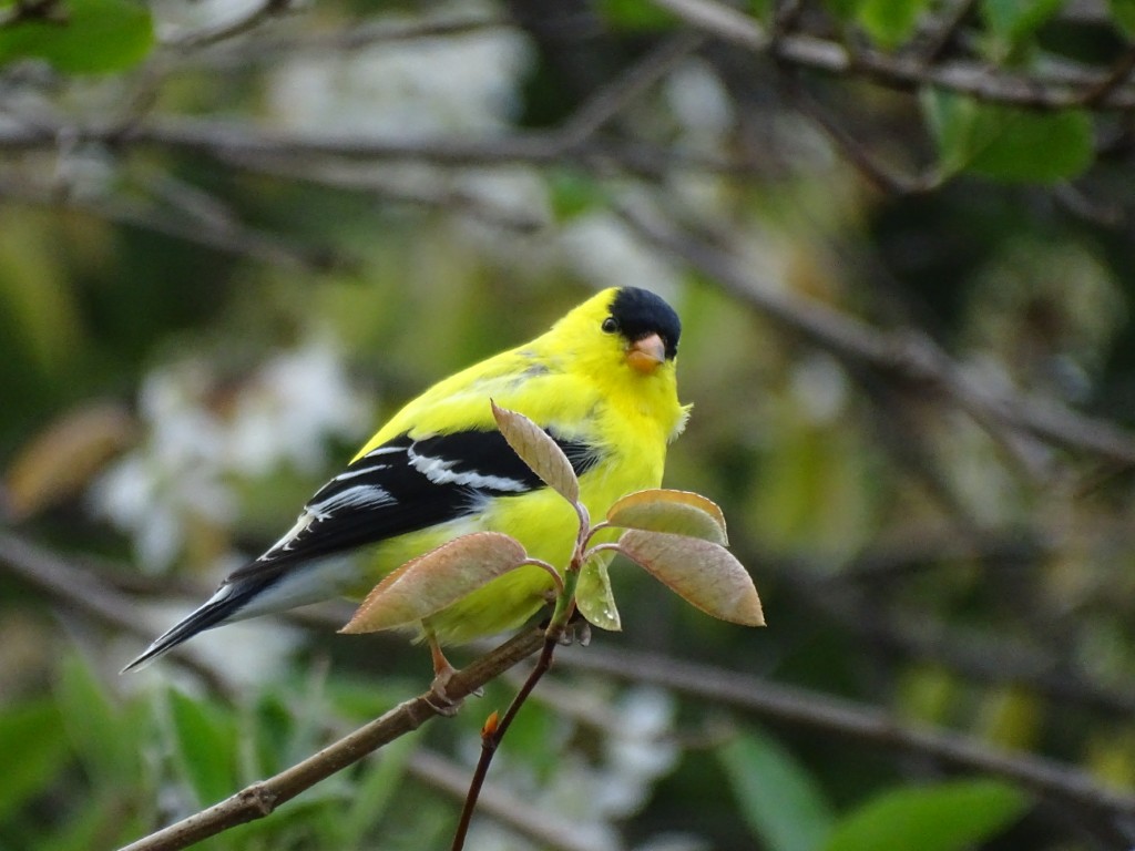 A photo of an American Goldfinch sitting in a shrub