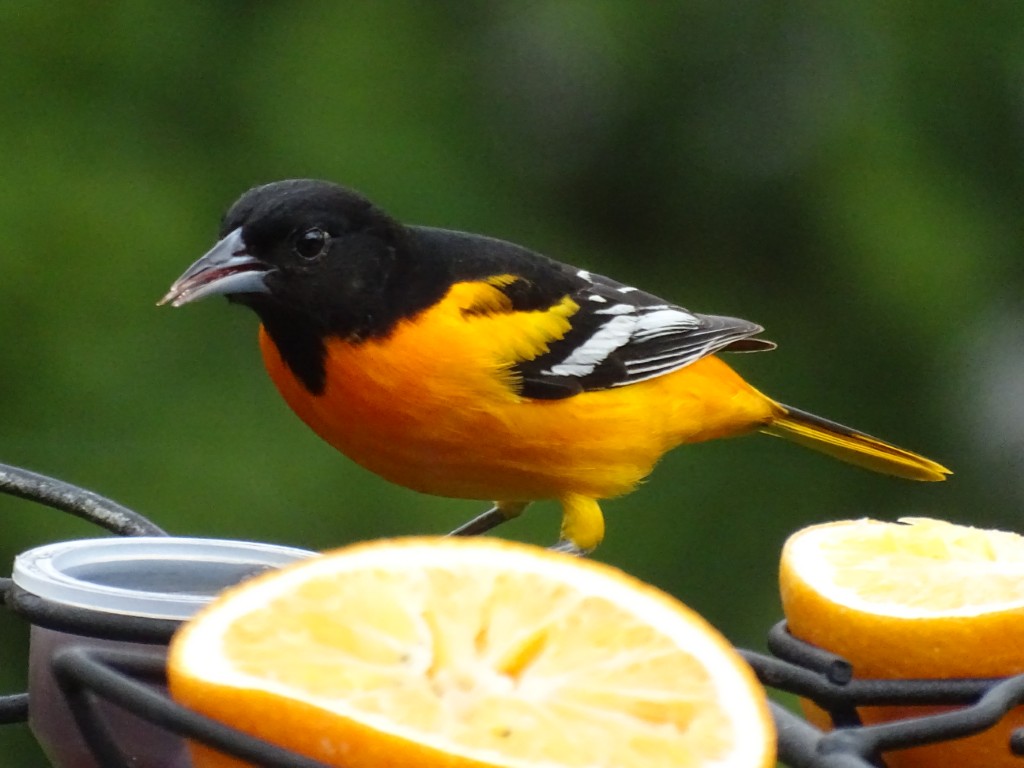 A photo of a Baltimore Oriole eating grape jelly at a feeder